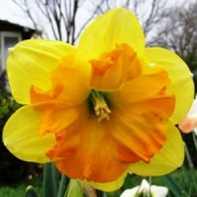 Цибулина Нарцис Сплінкорончатий Тірітомба 5 шт.