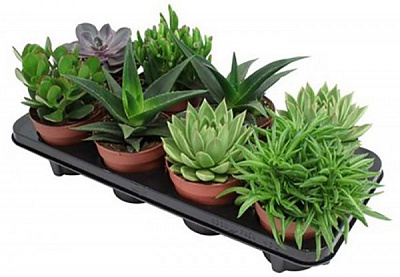 Рослина Суккулент мікс в горщиках з буквами 10/13