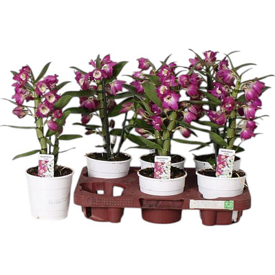 Рослина Дендробіум (орхідея) 12х35 Nobile ліловий