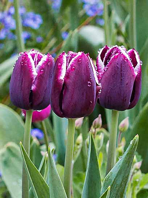 Луковица тюльпана триумф Джекпот 3 шт. 