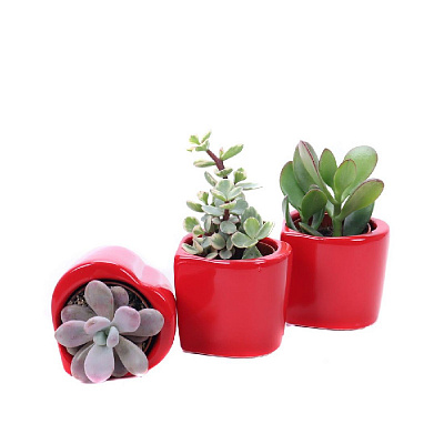 Рослина Сукуленти 08х10 мікс у червоному керамічному кашпо
