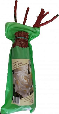 Саженец ДАЧкА Роза чайно-гибридная Соло Уайт