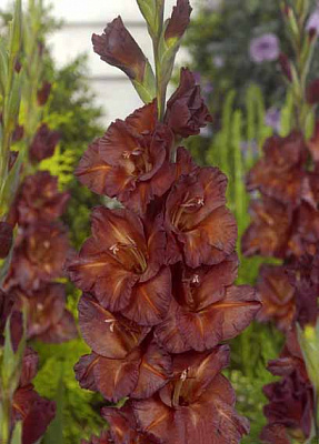 Клубнелуковица гладиолуса Чоколет 5 шт. 