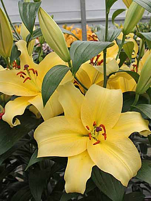 Цибулина лілії ОТ Елдорет 1 шт.