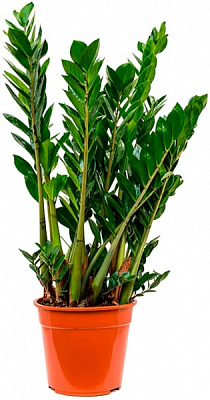 Растение комнатное Замиокулькас d12/h60