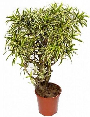 Рослина Драцена рефлекса d24/h110