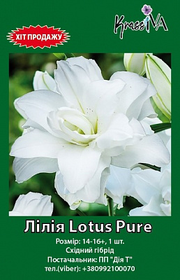 Луковица інше лилия Lotus Pure 1 шт. 