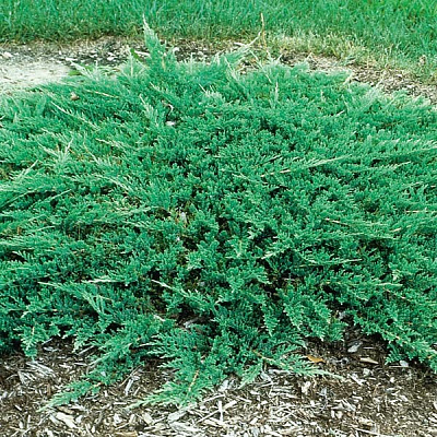 Рослина Ялівець горизонтальний/Juniperus horizontalis Prince of Wales С3, D 25-35