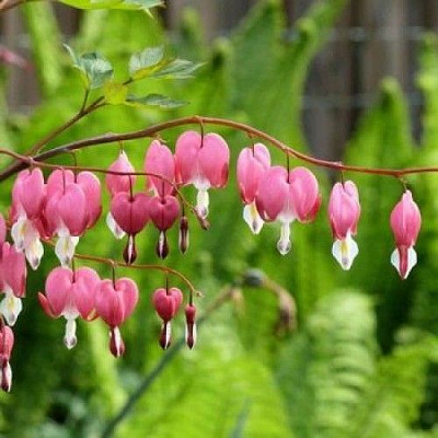 Корневище Яскрава Дицентра разбитое сердце Розовая 1 шт.