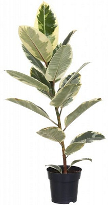 Растение комнатное Фикус Эластика микс 17х60