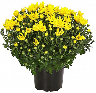 Растение Хризантема (плошка) d21 