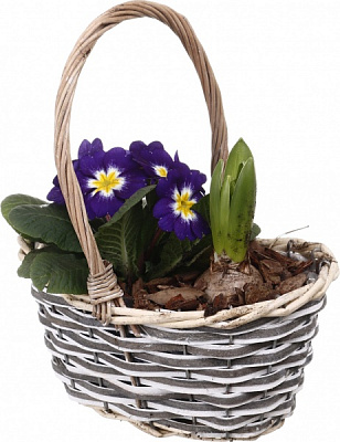 Растение комнатное Корзина №33 Гиацинт 1шт. + примула 23х14х21 см