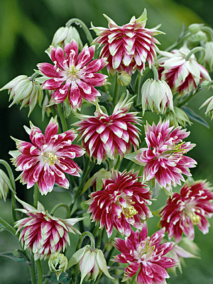 Корневище Heemskerk Vasteplanten B.V. аквилегии Нора Барлоу 1 шт.