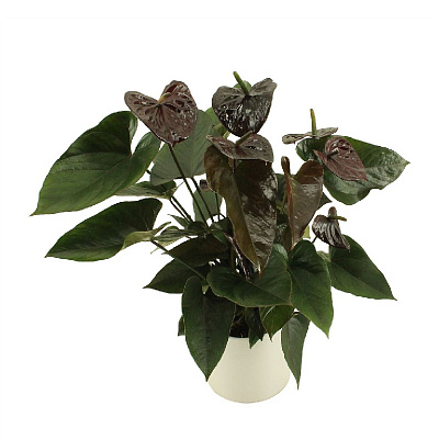 Рослина Антуріум 17х55 шоколадний Jambo