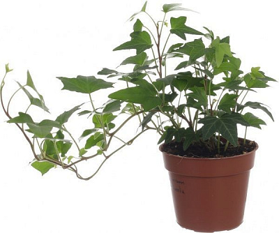 Растение Хедера Вандер 9/15