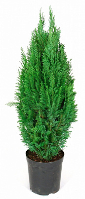 Рослина кімнатна Кипарисовик 9х30 см Ellwoodii