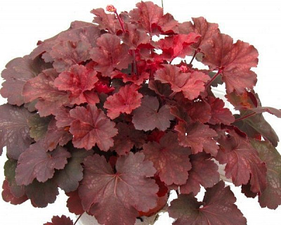 Рослина декоративна Гейхера 