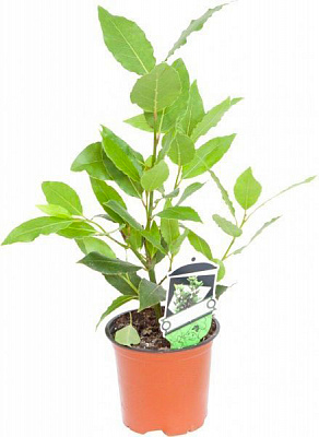 Рослина кімнатна Лавр 9x25