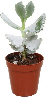 Рослина Котілейдон 6х10 см