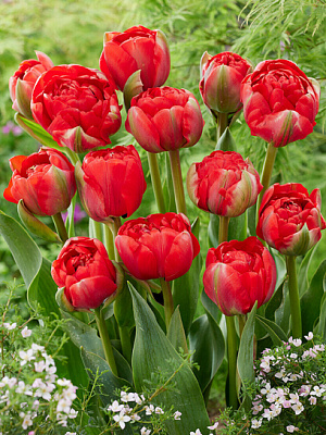 Луковица тюльпана махрового позднего Бомбастик Ред 3 шт. TUBERBULB Export B.V.