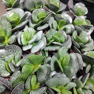 Растение Адромискус (суккулент) 05х8 Trigynus