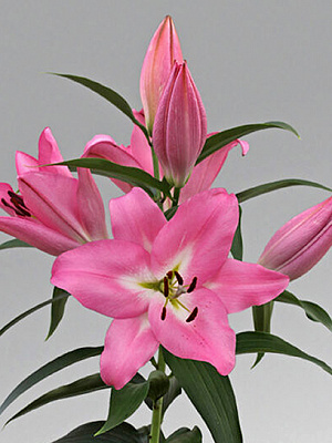 Цибулина VWS EXPORT – IMPORT OF FLOWERBULBS B.V. лілії ОТ Нью Джерсі 1 шт.