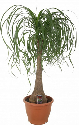Растение Бокарнея на штамбе 26/100