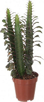 Растение Эуфорбия Кристата 10х20 см