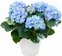 Рослина Гортензія 14x40 блакитна
