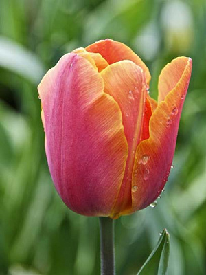 Луковица тюльпана триумф Джимми 3 шт. 