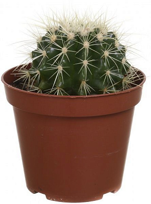 Растение комнатное Эхинокактус 12х20 см