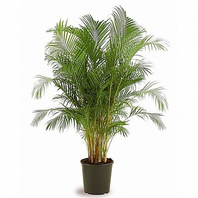 Рослина кімнатна Пальма Арека 24/110