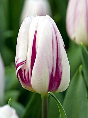 Луковица TUBERBULB Export B.V. тюльпана триумф Флеминг Флэг 3 шт. 