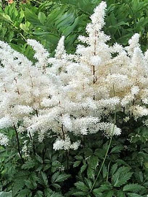 Корневище астильбы белой 1 шт. 