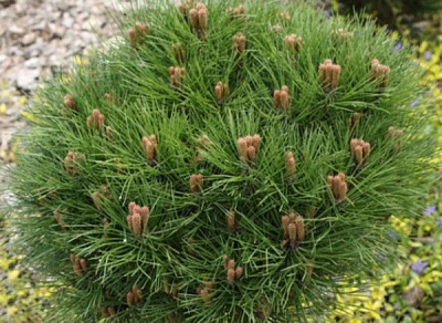Растение Сосна черная / Pinus nigra Agnes Bregon, C12