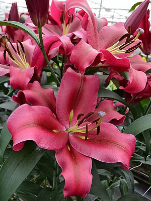 Цибулина лілії ОТ Ред Дізае 1 шт.