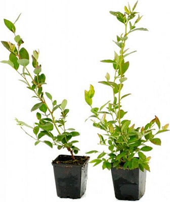 Саженец Брусвяна Голубика Блюджей 2,0 л