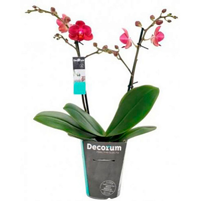 Растение Фаленопсис Супер микс 12х65/70 см