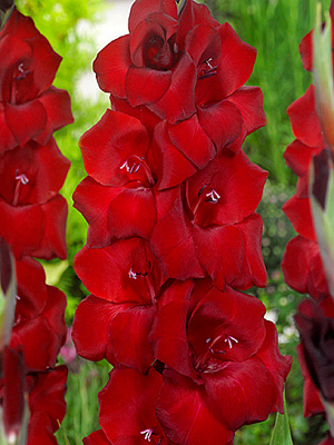 Бульбоцибулина F.Stoop B.V. гладіолуса Фат Бой 3 шт.