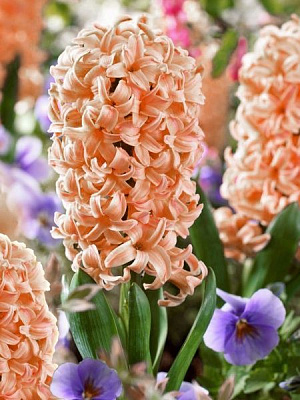 Луковица TUBERBULB Export B.V. гиацинта Джипси Куин 2 шт. 