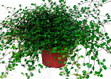 Рослина Мюленбекія 12х15 см