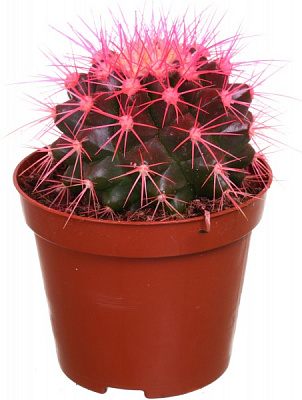 Растение эхинокактус 8,5 / 10