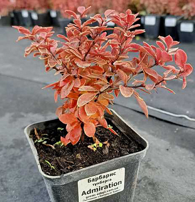 Растение Барбарис Тунберга Admiration (V20-S22 30+ C7.5)