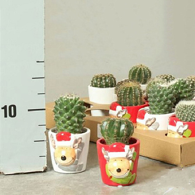 Растение Кактус 08х15 микс в керамическом новогоднем кашпо