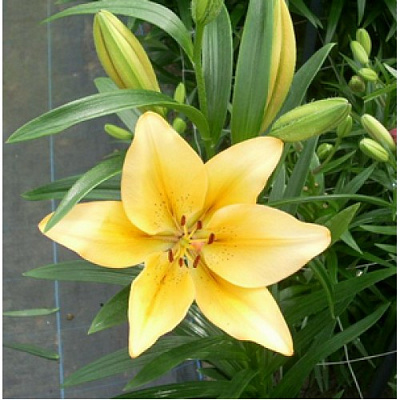 Луковица Яскрава Лилия LA гибрид Donau 1 шт.