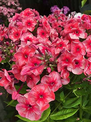 Корневище флокса Старс энд Страйпс І 1 шт. 