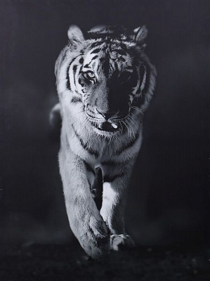 Репродукция Тигр 75x100 см Styler 