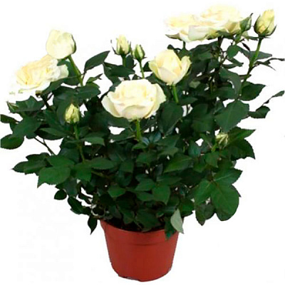 Растение комнатное Роза микс 10/30