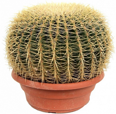 Растение Кактус Эхиногрузон 13/25