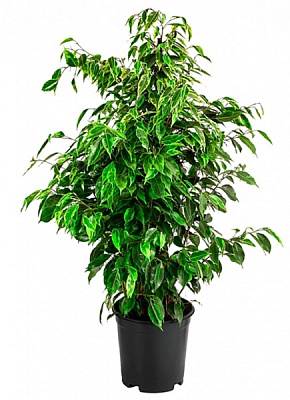 Растение комнатное Фикус бенджамина 17х70 см Danielle